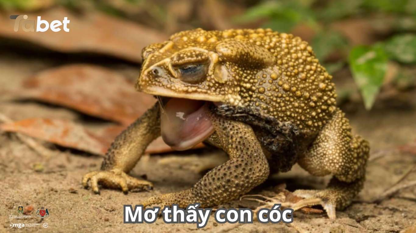 Nằm mơ thấy con cóc nên đánh số mấy? Nằm mơ thấy con cóc nên đánh số mấy?