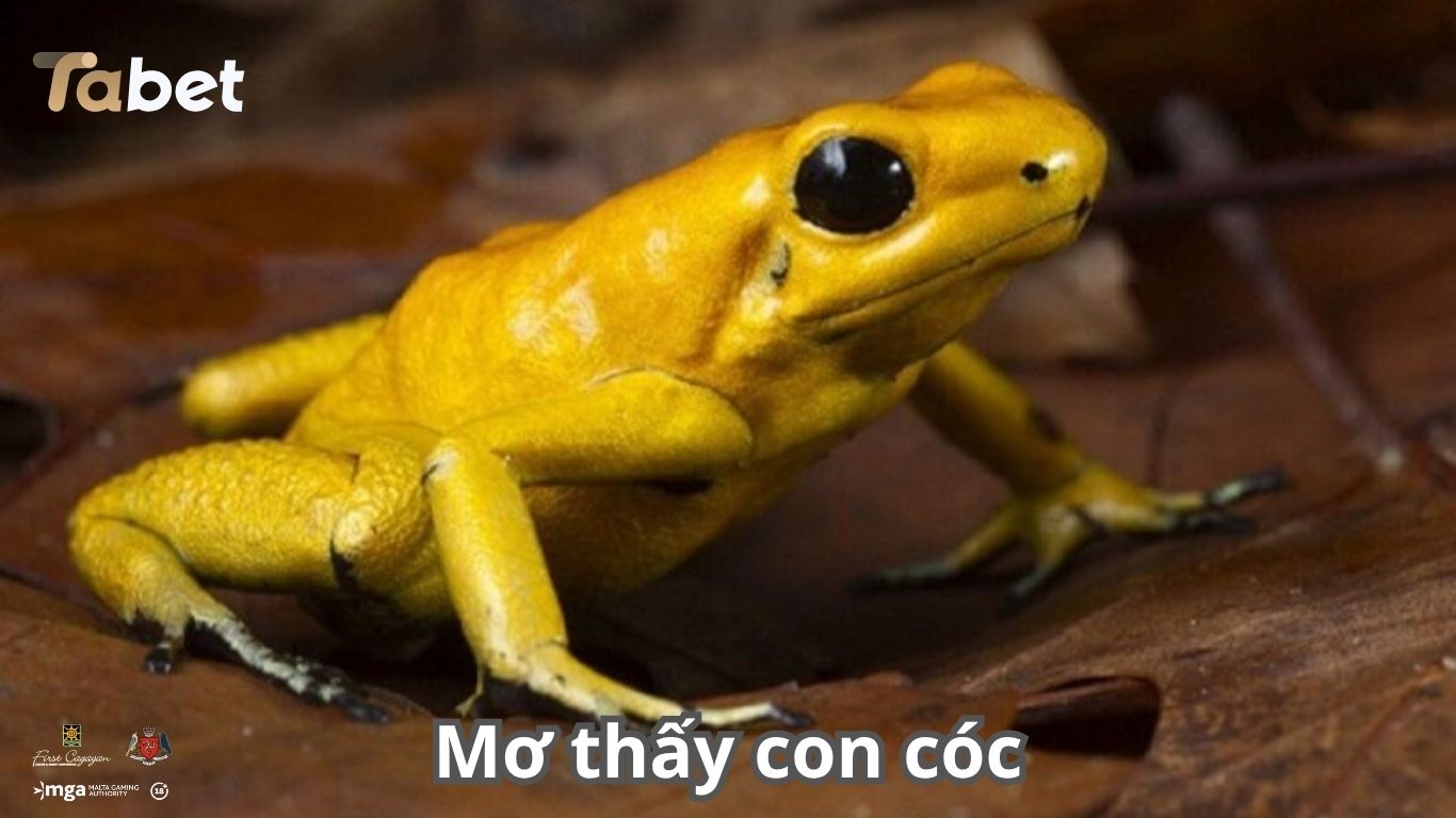 Một vài lưu ý khi đánh lô đề từ giấc mơ thấy con cóc Một vài lưu ý khi đánh lô đề từ giấc mơ thấy con cóc